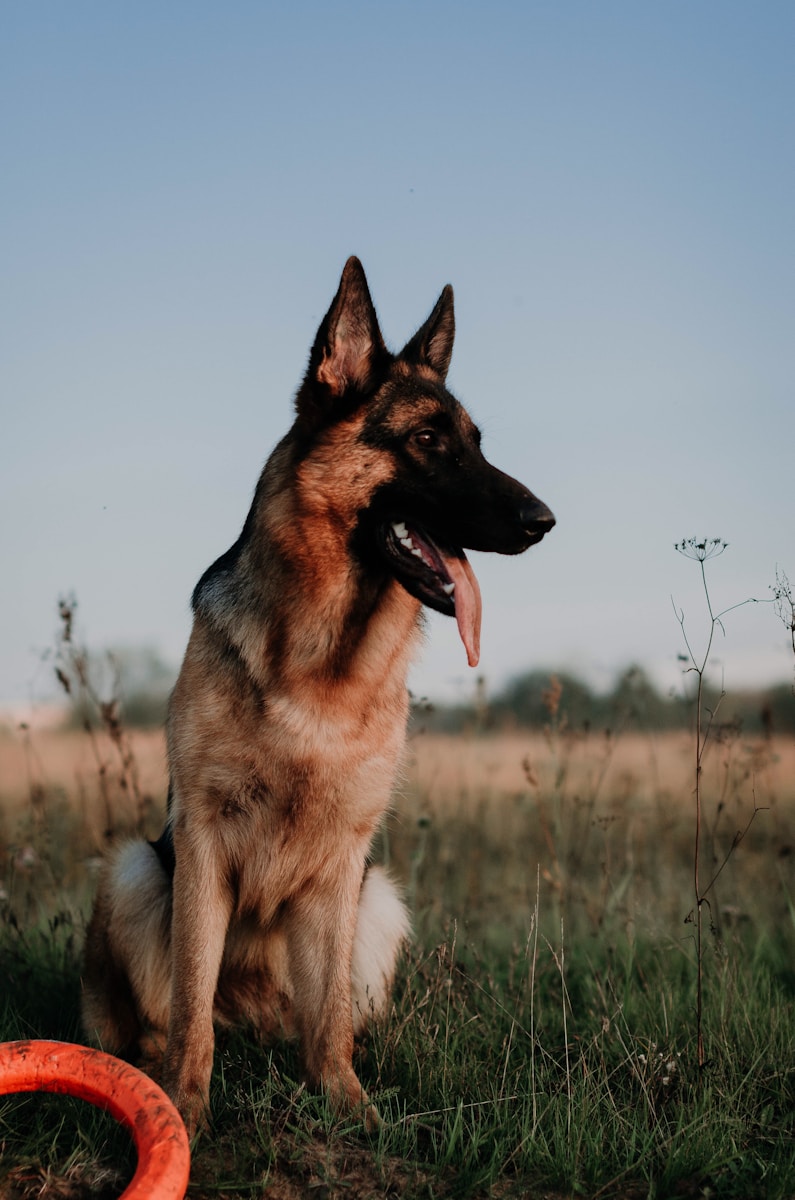 German shepherd sitting on grass
