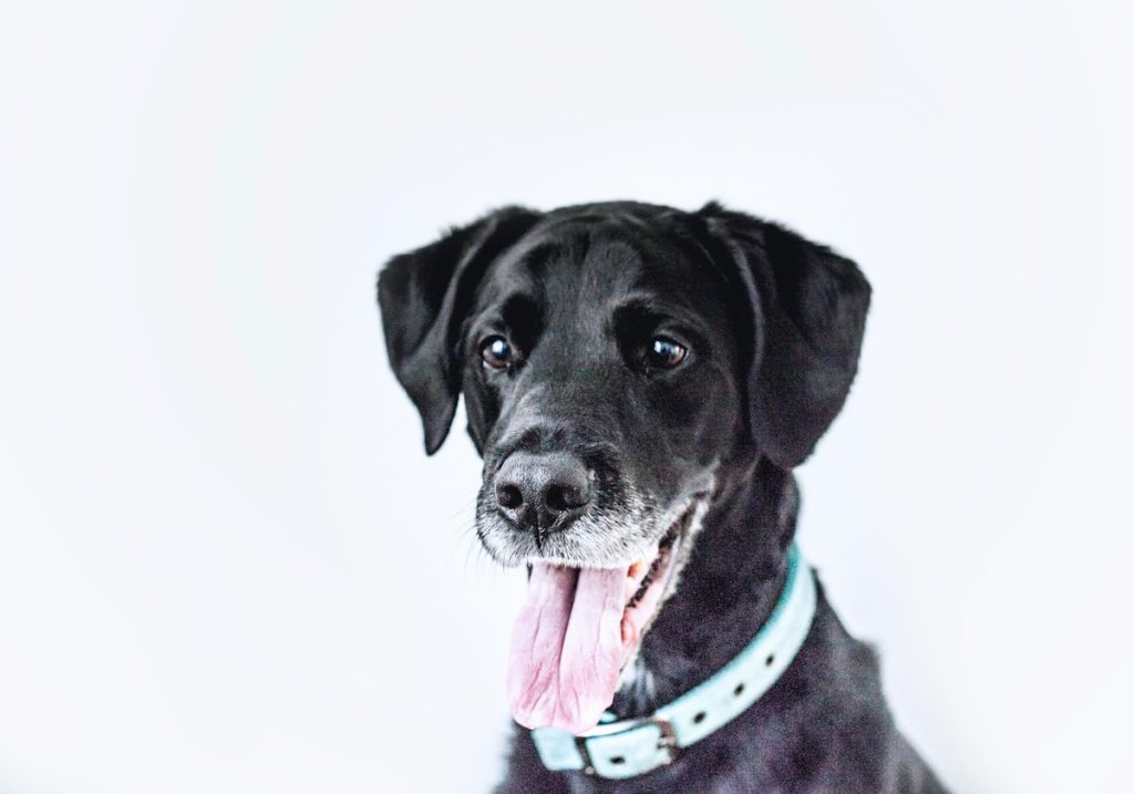 black dog wearing teal collar