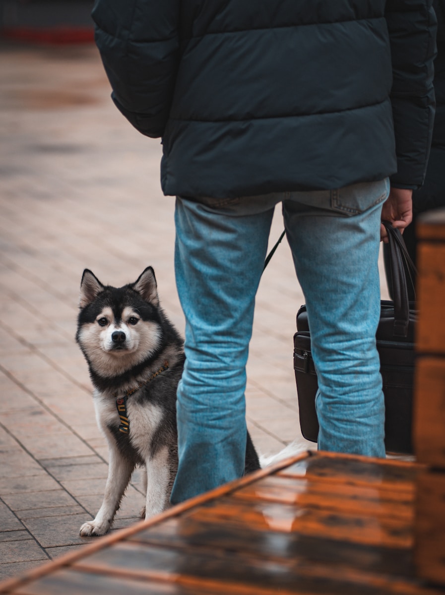 A husky sits patiently beside its owner.